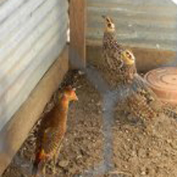 Pheasant Auction